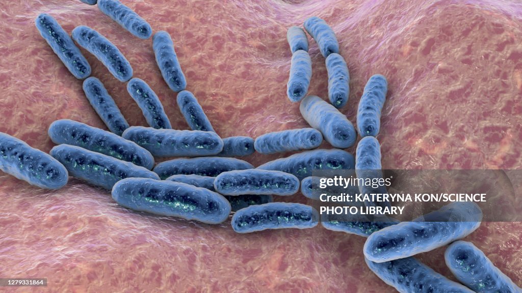 Lactobacillus bacteria, illustration