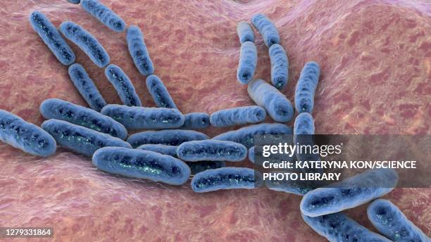 lactobacillus bacteria, illustration - lactobacillus stock illustrations