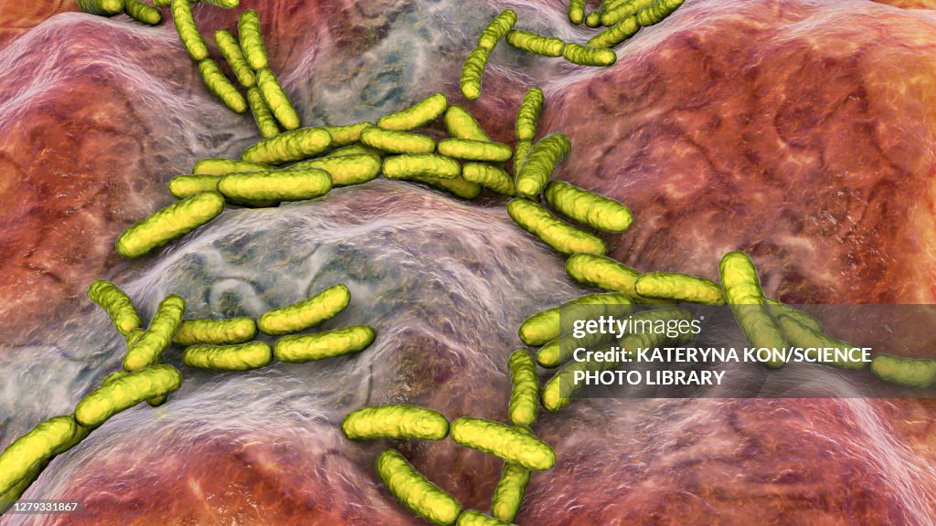 Lactobacillus bacteria, illustration