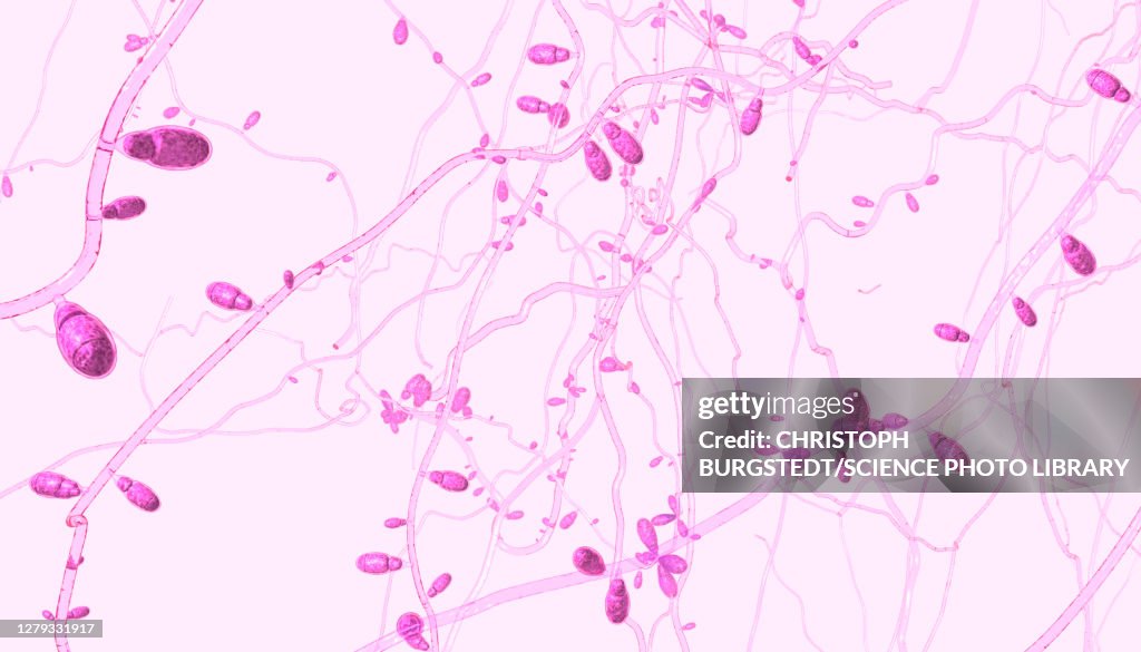 Dermatophyte fungus, illustration