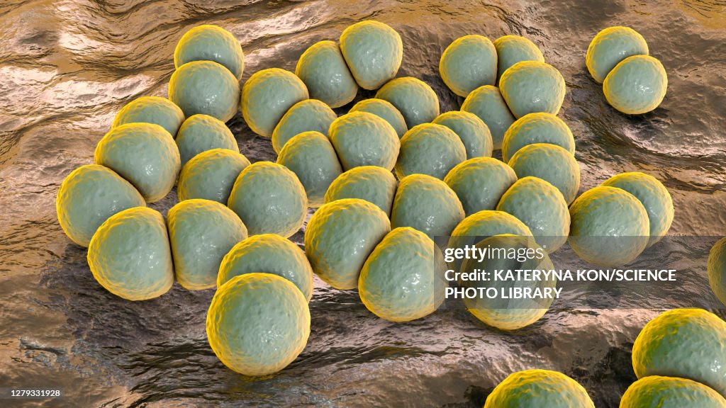 Streptococcus pneumoniae bacteria, illustration