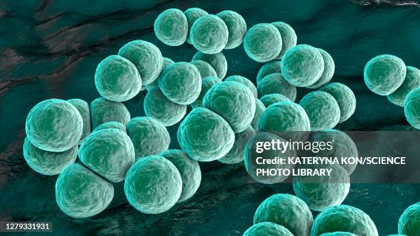 ilustraciones, imágenes clip art, dibujos animados e iconos de stock de streptococcus pneumoniae bacteria, illustration - bacteria