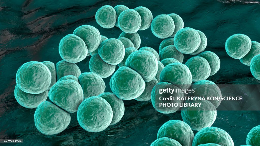 Streptococcus pneumoniae bacteria, illustration