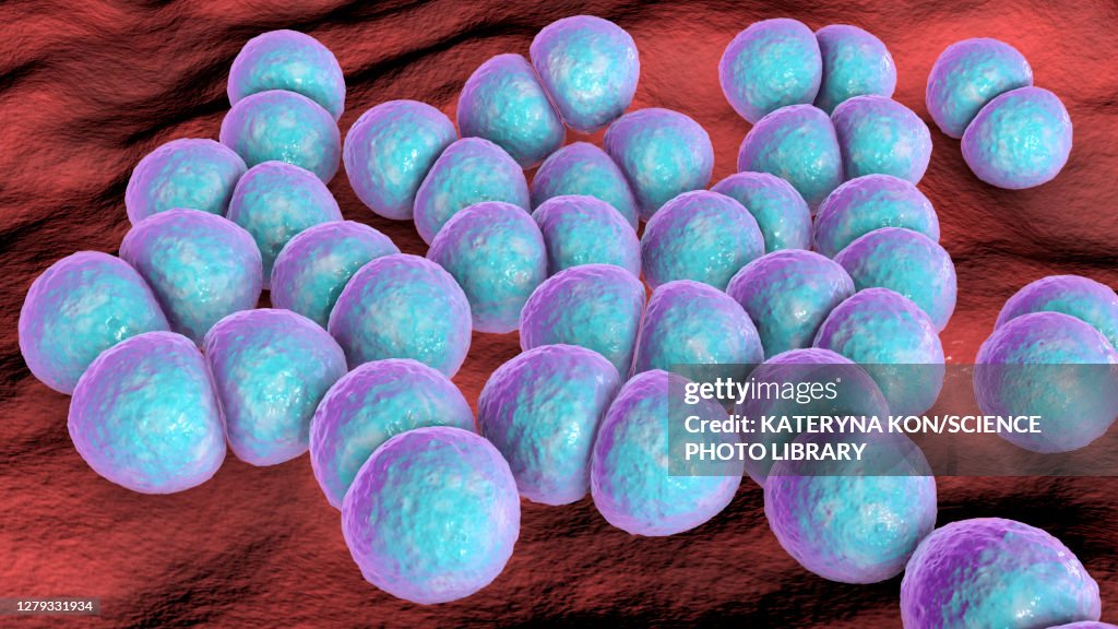 Streptococcus pneumoniae bacteria, illustration