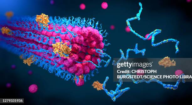 protein folding, illustration - protein stock pictures, royalty-free photos & images