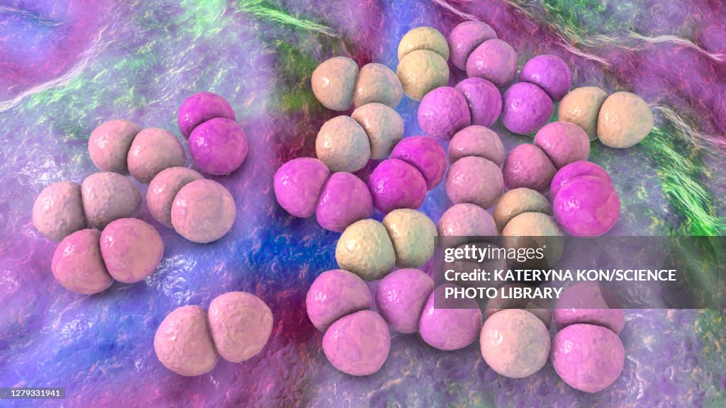 Streptococcus pneumoniae bacteria, illustration