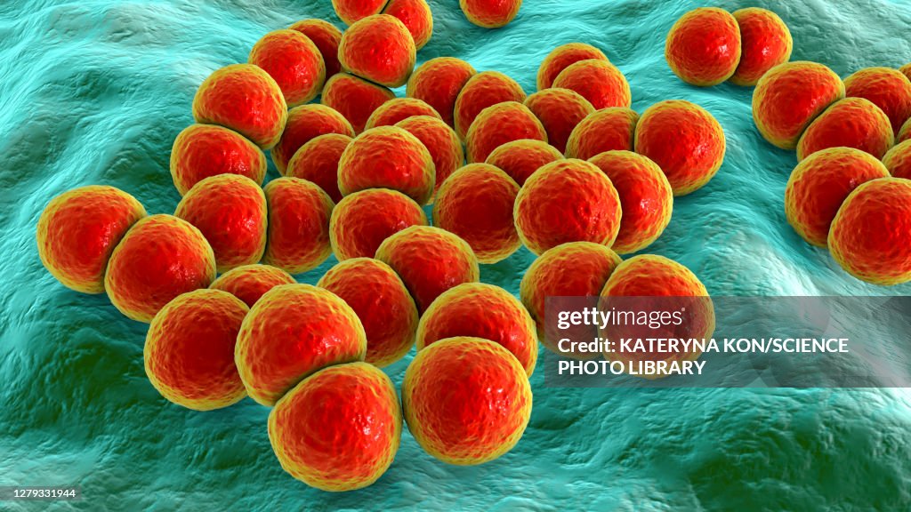 Streptococcus pneumoniae bacteria, illustration