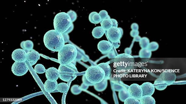 ilustraciones, imágenes clip art, dibujos animados e iconos de stock de candida fungi, illustration - aftas