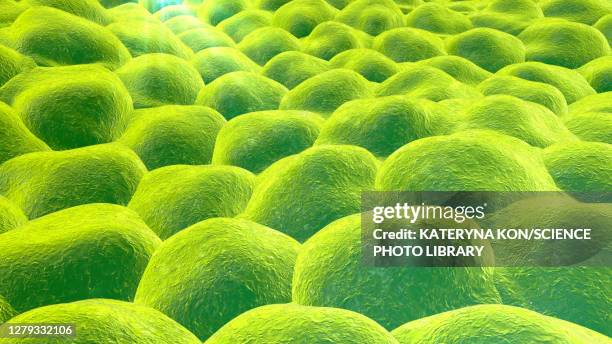 bildbanksillustrationer, clip art samt tecknat material och ikoner med cells, illustration - membran