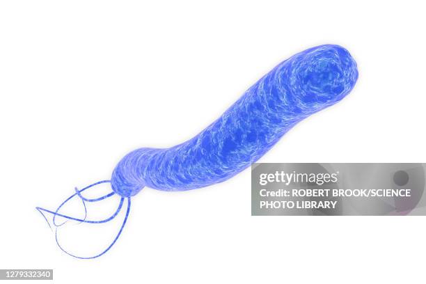 helicobacter pylori bacterium, illustration - epithelium stock illustrations