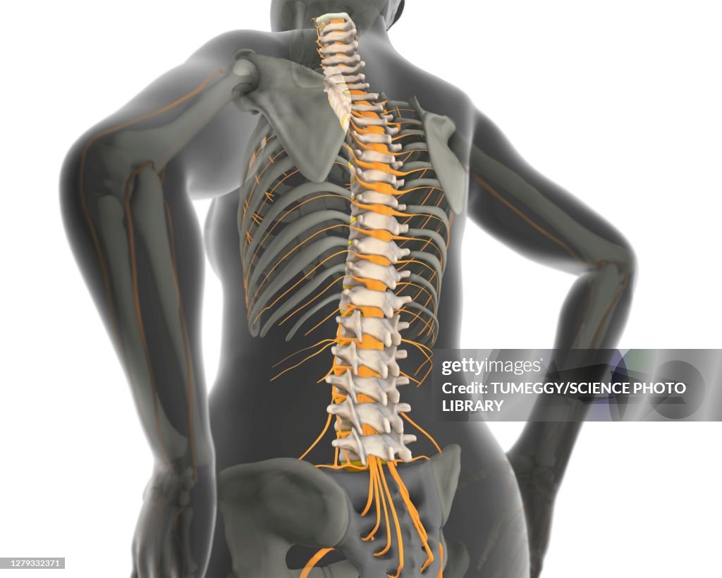 Human spine with spinal cord, illustration
