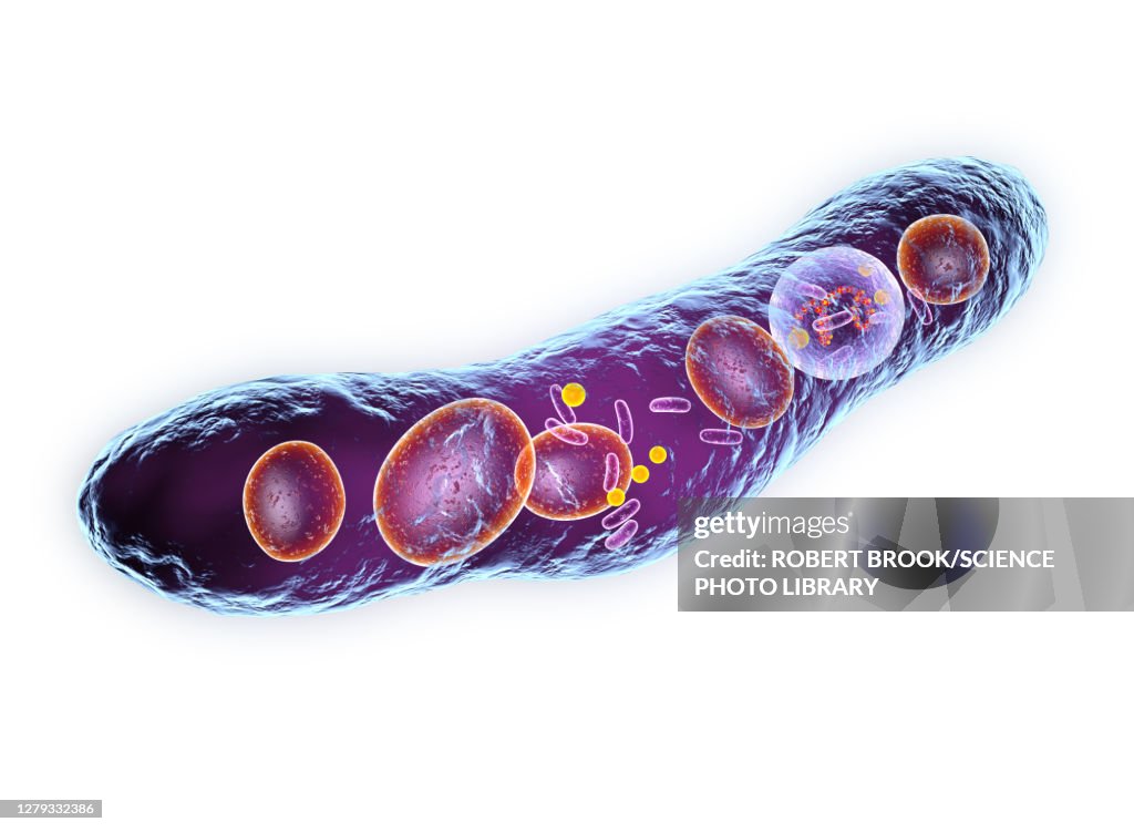 Tuberculosis bacterium, illustration