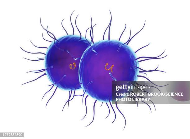 stockillustraties, clipart, cartoons en iconen met neisseria gonorrhoea bacterium, illustration - neisseria gonorrhoeae
