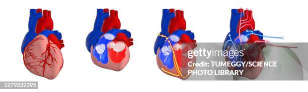 human heart circulatory and electrical system, illustration - sa node stock illustrations