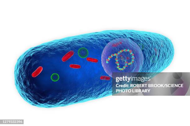 pasteurella multocida bacterium, illustration - sepsis stock illustrations