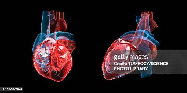 62 Human Heart Chambers Photos and Premium High Res Pictures - Getty Images