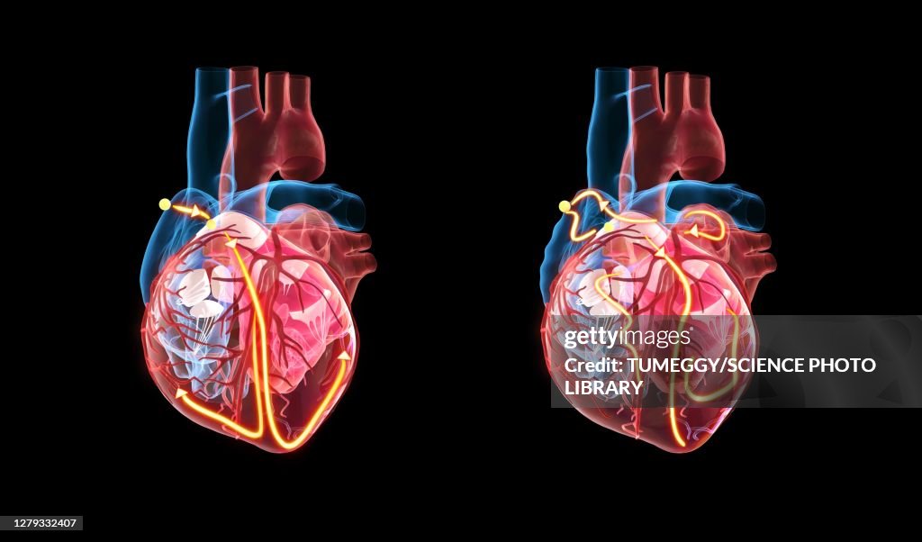 Human heart and its electrical system, illustration