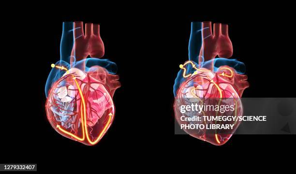 human heart and its electrical system, illustration - atrium heart stock illustrations