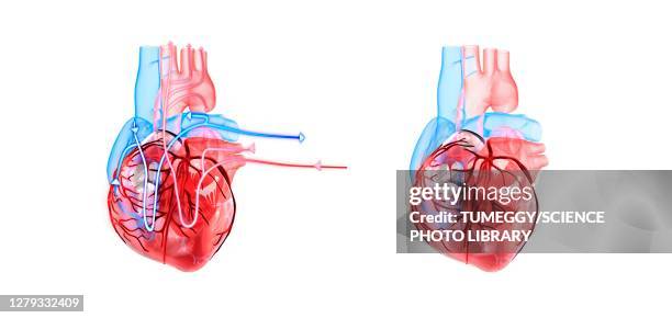 human heart and its circulatory system, illustration - aorta stock illustrations