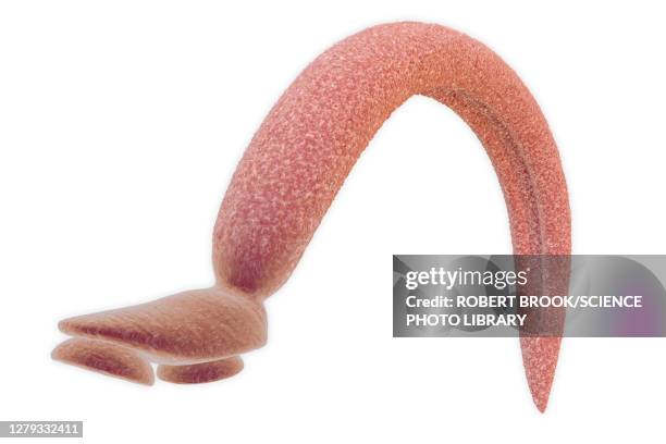 schistosome fluke, illustration - schistosoma stock illustrations