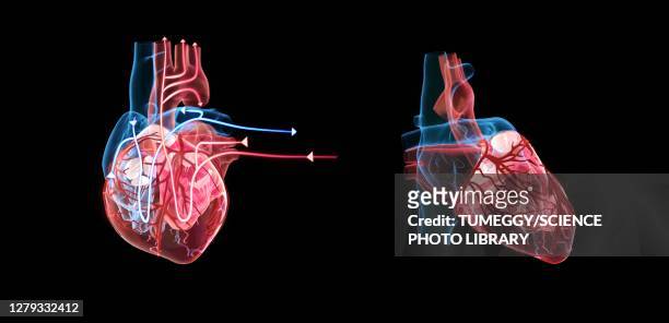 bildbanksillustrationer, clip art samt tecknat material och ikoner med human heart and its circulatory system, illustration - heart ventricle