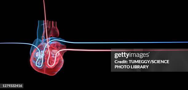 human heart with blood flow, illustration - blood flow stock-grafiken, -clipart, -cartoons und -symbole