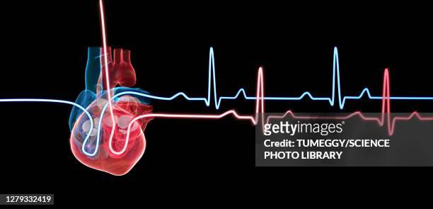 stockillustraties, clipart, cartoons en iconen met human heart with a heartbeat traces, illustration - heart internal organ