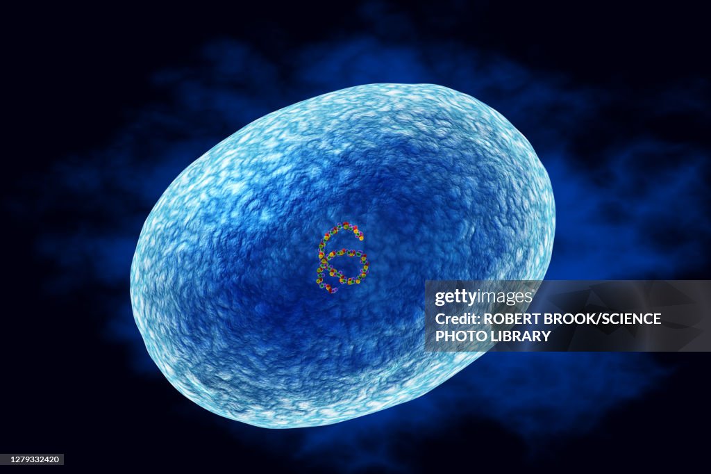 Staphylococcus aureus (MRSA) bacterium, illustration