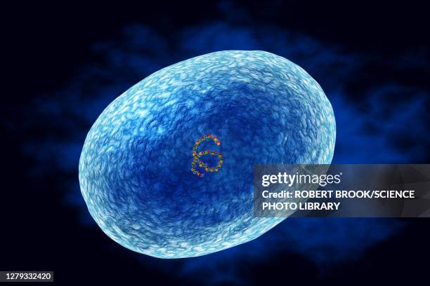 staphylococcus aureus (mrsa) bacterium, illustration - scarlet fever stock illustrations