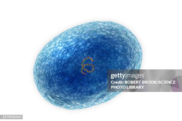 staphylococcus aureus (mrsa) bacterium, illustration - scarlet fever stock illustrations