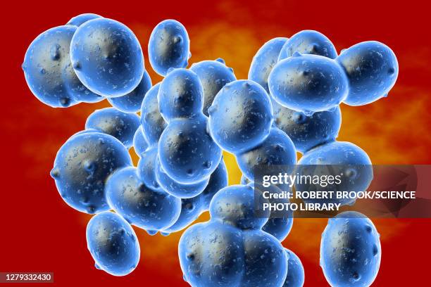 staphylococcus aureus (mrsa) bacteria, illustration - scarlet fever stock illustrations