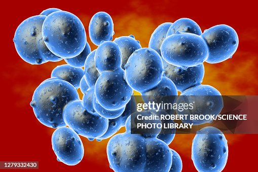 Staphylococcus aureus (MRSA) bacteria, illustration Staphylococcus aureus (MRSA) bacteria, illustration