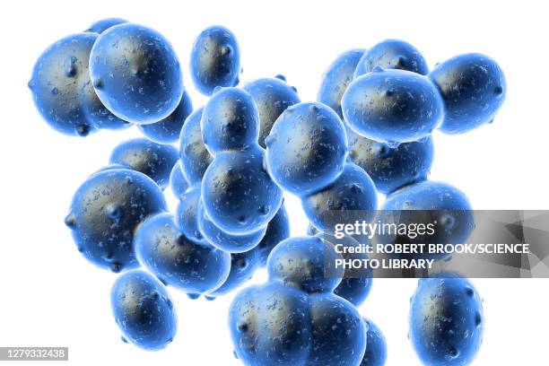 staphylococcus aureus (mrsa) bacteria, illustration - scarlet fever stock illustrations