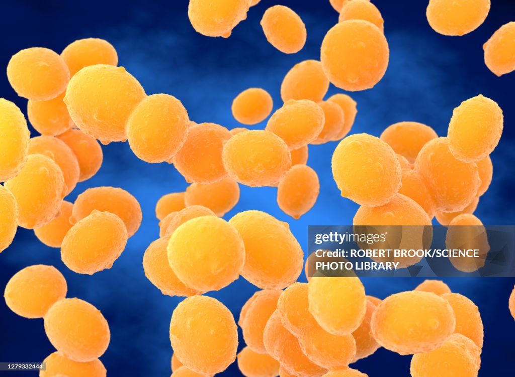 Staphylococcus aureus (MRSA) bacteria, illustration