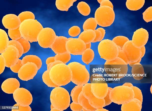 staphylococcus aureus (mrsa) bacteria, illustration - scarlet fever stock illustrations
