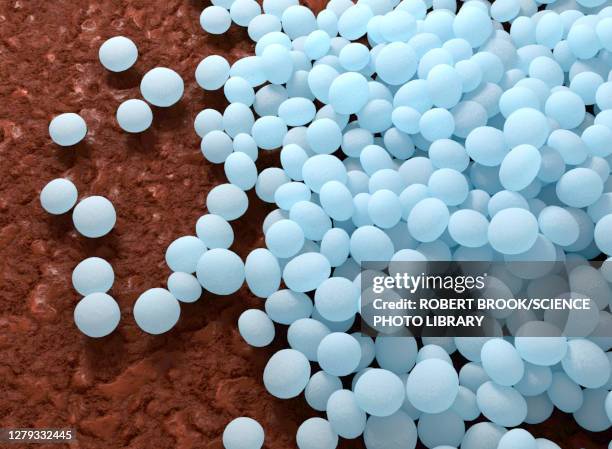 staphylococcus aureus (mrsa) bacteria, illustration - scarlet fever stock illustrations