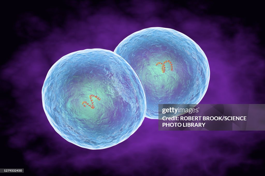 Staphylococcus Epidermis Epidermidi