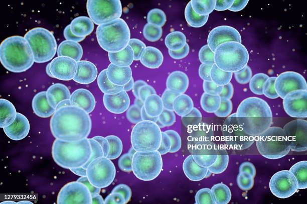 staphylococcus epidermidis bacteria, illustration - staphylococcus epidermidis stock illustrations