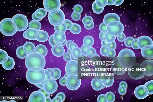 Staphylococcus epidermidis bacteria, illustration Staphylococcus epidermidis bacteria, illustration