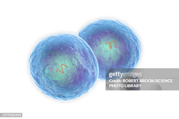 staphylococcus epidermidis bacteria, illustration - staphylococcus epidermidis stock illustrations