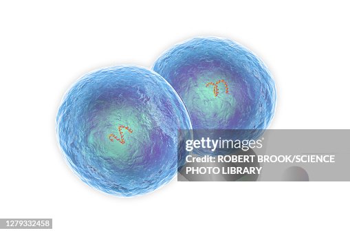 Staphylococcus epidermidis bacteria, illustration Staphylococcus epidermidis bacteria, illustration