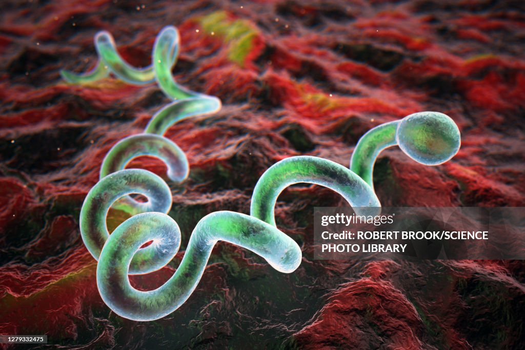 Treponema pallidum syphilis bacteria, illustration