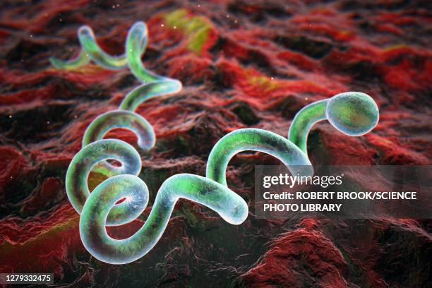 ilustrações de stock, clip art, desenhos animados e ícones de treponema pallidum syphilis bacteria, illustration - treponema pallidum