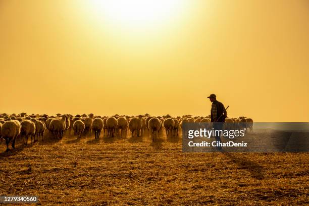 the herd of sheep was removed at birth to graze in the pasture. temperature is high and ambient in dust - shepherd with sheep stock pictures, royalty-free photos & images