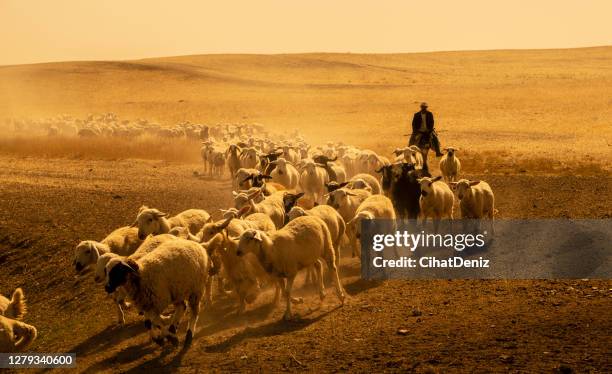 de kudde schapen werd bij de geboorte verwijderd om in het weiland te grazen. temperatuur is hoog en omgevingsstof - herdersstaf stockfoto's en -beelden