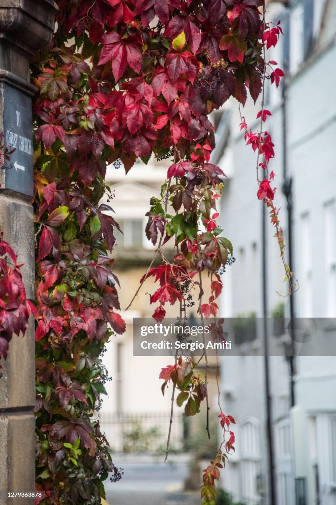 Virginia creeper covering arch entrance to London mews