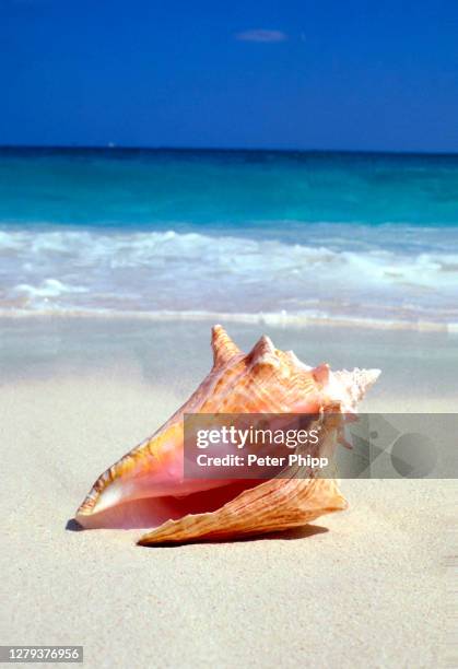 conch shell bahamas - bahamas fotografías e imágenes de stock