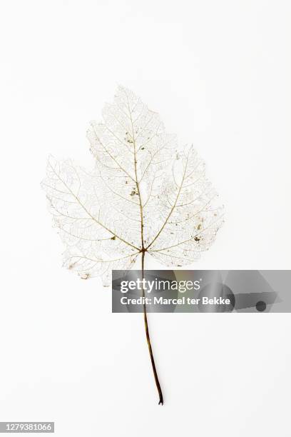 maple leaf turning transparent in fall - bladnerf stockfoto's en -beelden