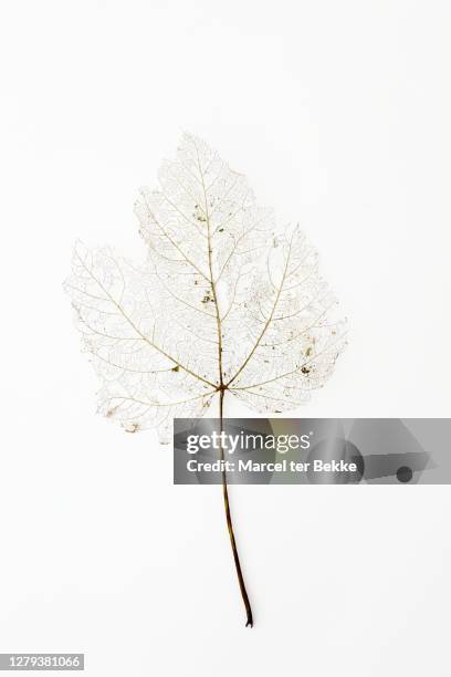 maple leaf turning transparent in fall - herbarium stock pictures, royalty-free photos & images