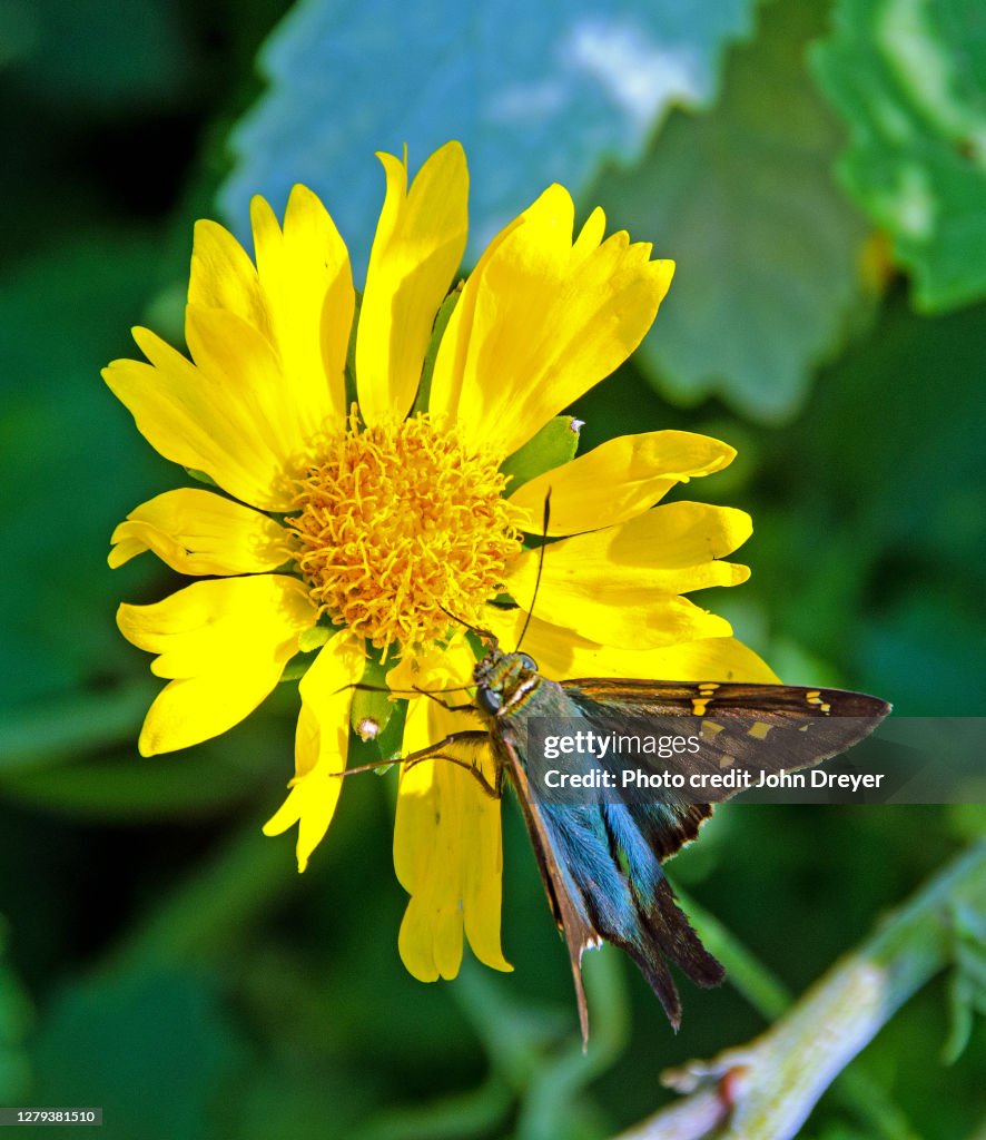 Long-tailed Skipper and Yellow Flower